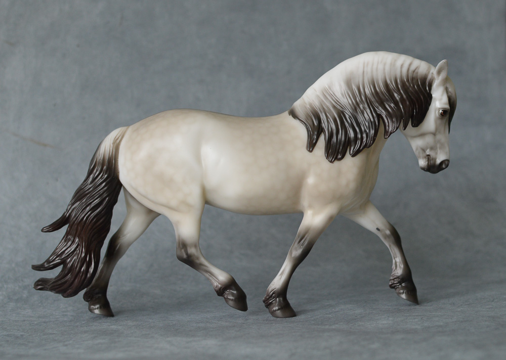 Premier club "Rowan" - a trotting Highland Pony in creamy dapple buckskin with ample flowing hair