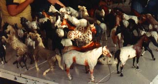A lot of appaloosa model horses on a card table