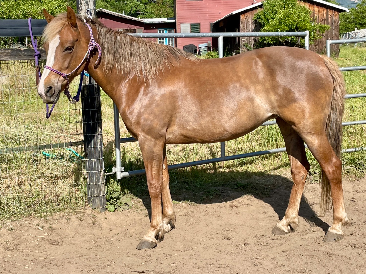 chestnut horse facing left